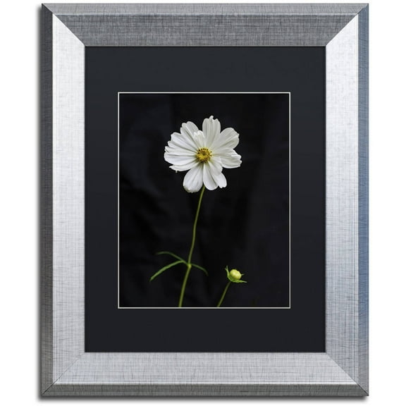 Trademark Fine Art "White Cosmos on Black" Canvas Art by Kurt Shaffer, Black Matte, Silver Frame