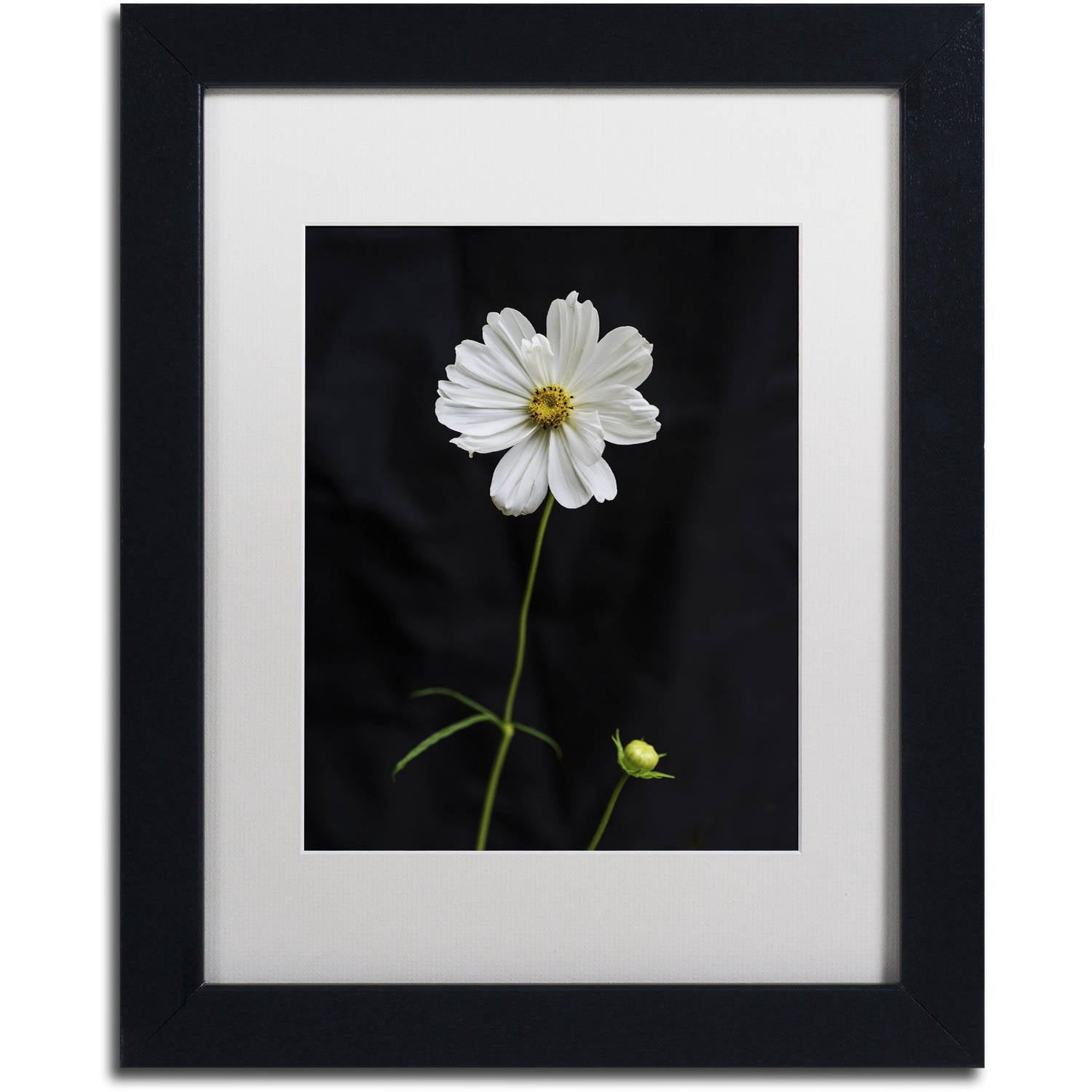 Trademark Fine Art "White Cosmos on Black" Canvas Art by Kurt Shaffer, White Matte, Black Frame