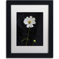 thumbnail image 1 of Trademark Fine Art "White Cosmos on Black" Canvas Art by Kurt Shaffer, White Matte, Black Frame, 1 of 4