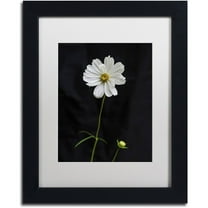 Trademark Fine Art "White Cosmos on Black" Canvas Art by Kurt Shaffer, White Matte, Black Frame