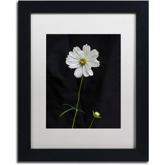 Trademark Fine Art "White Cosmos on Black" Canvas Art by Kurt Shaffer, White Matte, Black Frame