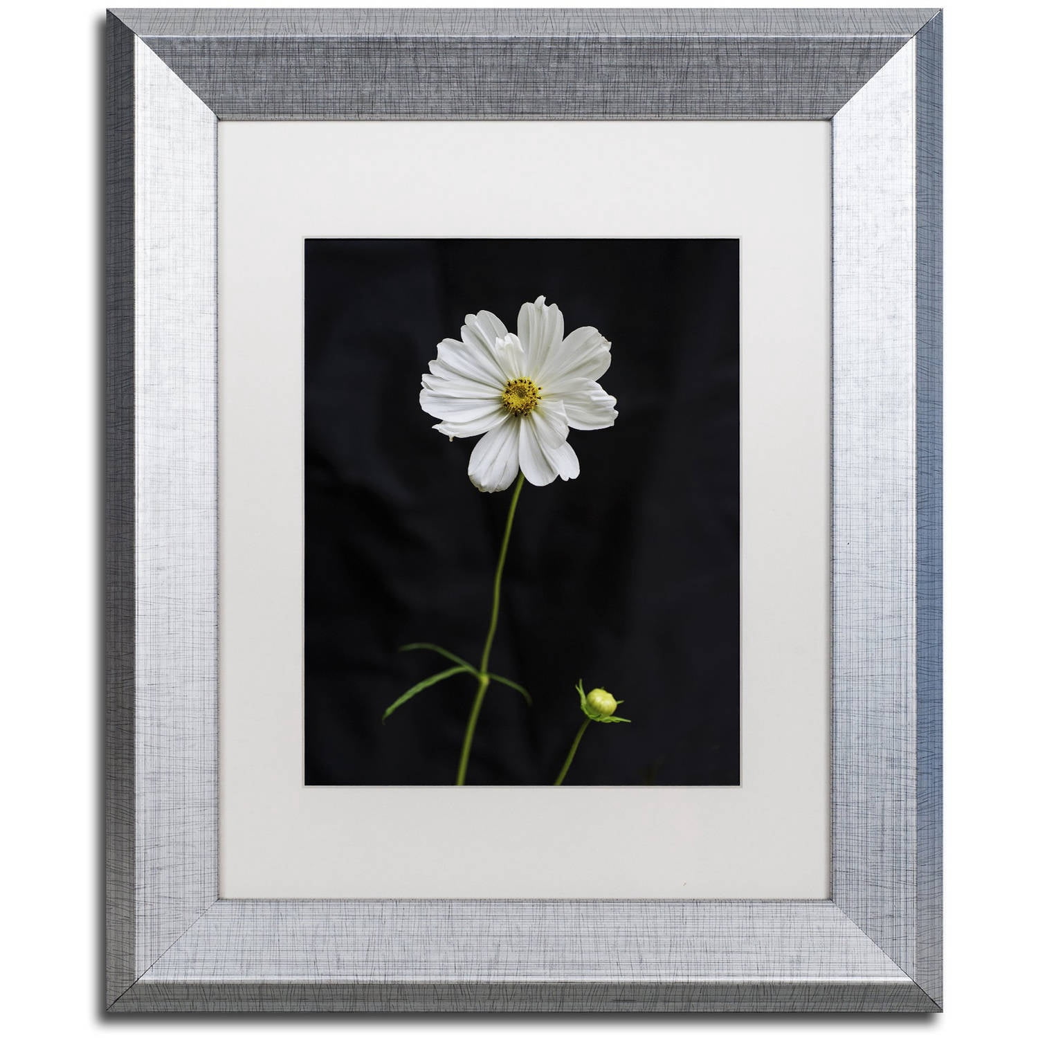 Trademark Fine Art "White Cosmos on Black" Canvas Art by Kurt Shaffer, White Matte, Silver Frame