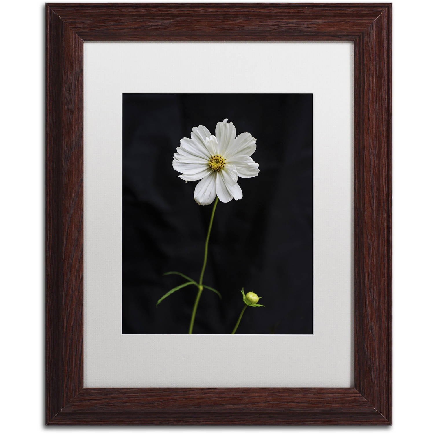 Trademark Fine Art "White Cosmos on Black" Canvas Art by Kurt Shaffer, White Matte, Wood Frame