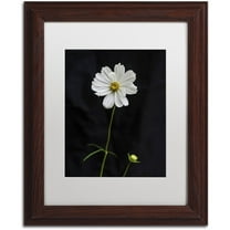 Trademark Fine Art "White Cosmos on Black" Canvas Art by Kurt Shaffer, White Matte, Wood Frame
