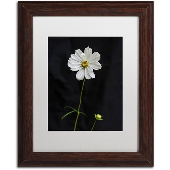 Trademark Fine Art "White Cosmos on Black" Canvas Art by Kurt Shaffer, White Matte, Wood Frame
