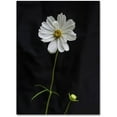 thumbnail image 1 of Trademark Fine Art "White Cosmos on Black" Canvas Art by Kurt Shaffer, 1 of 3