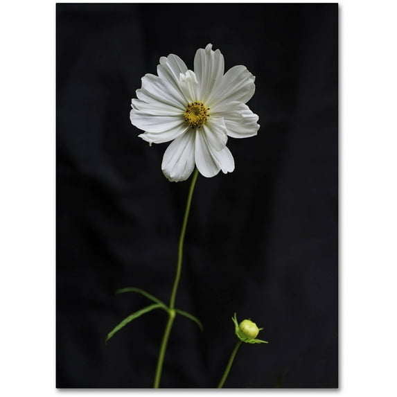 Trademark Fine Art "White Cosmos on Black" Canvas Art by Kurt Shaffer