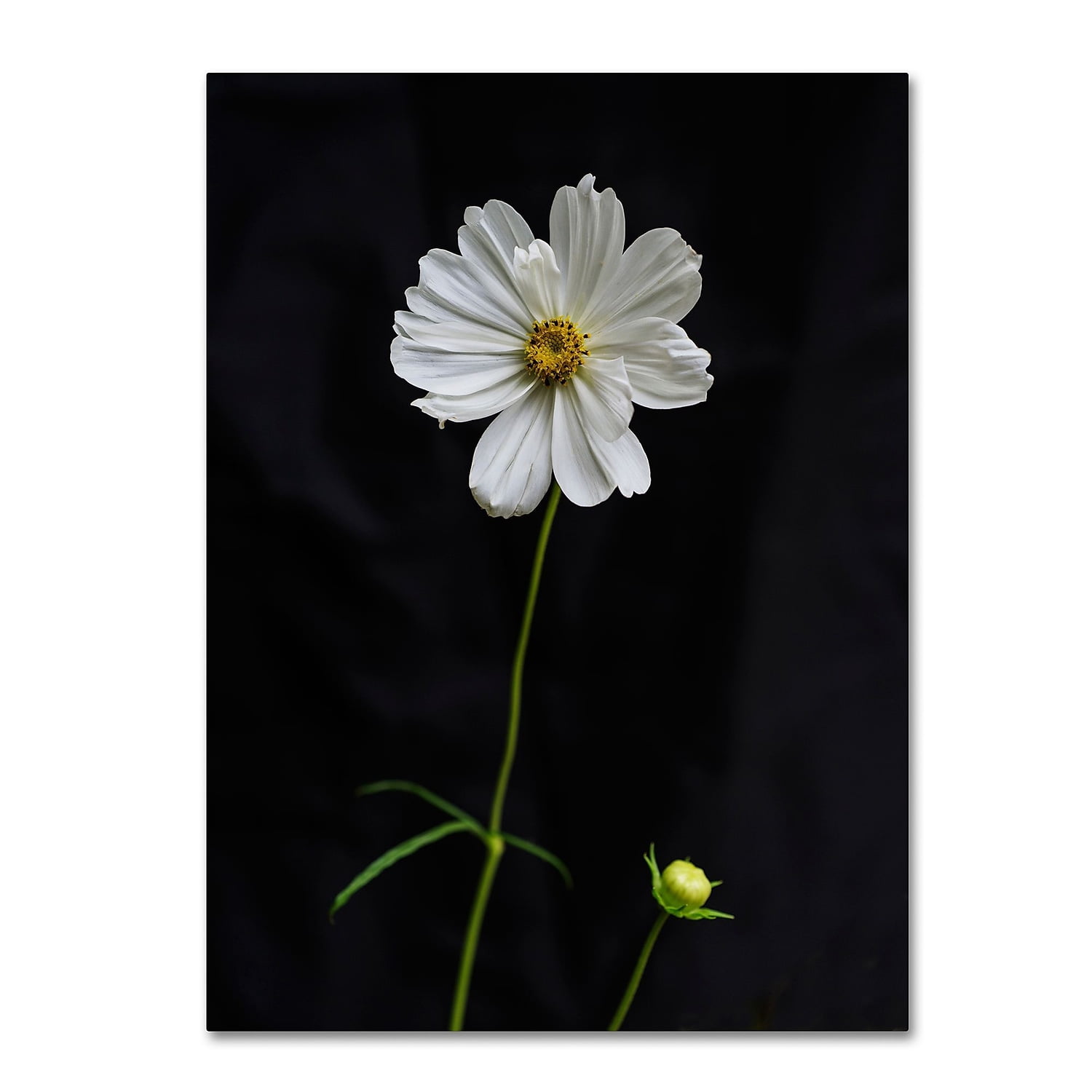 Trademark Fine Art "White Cosmos on Black" Canvas Art by Kurt Shaffer