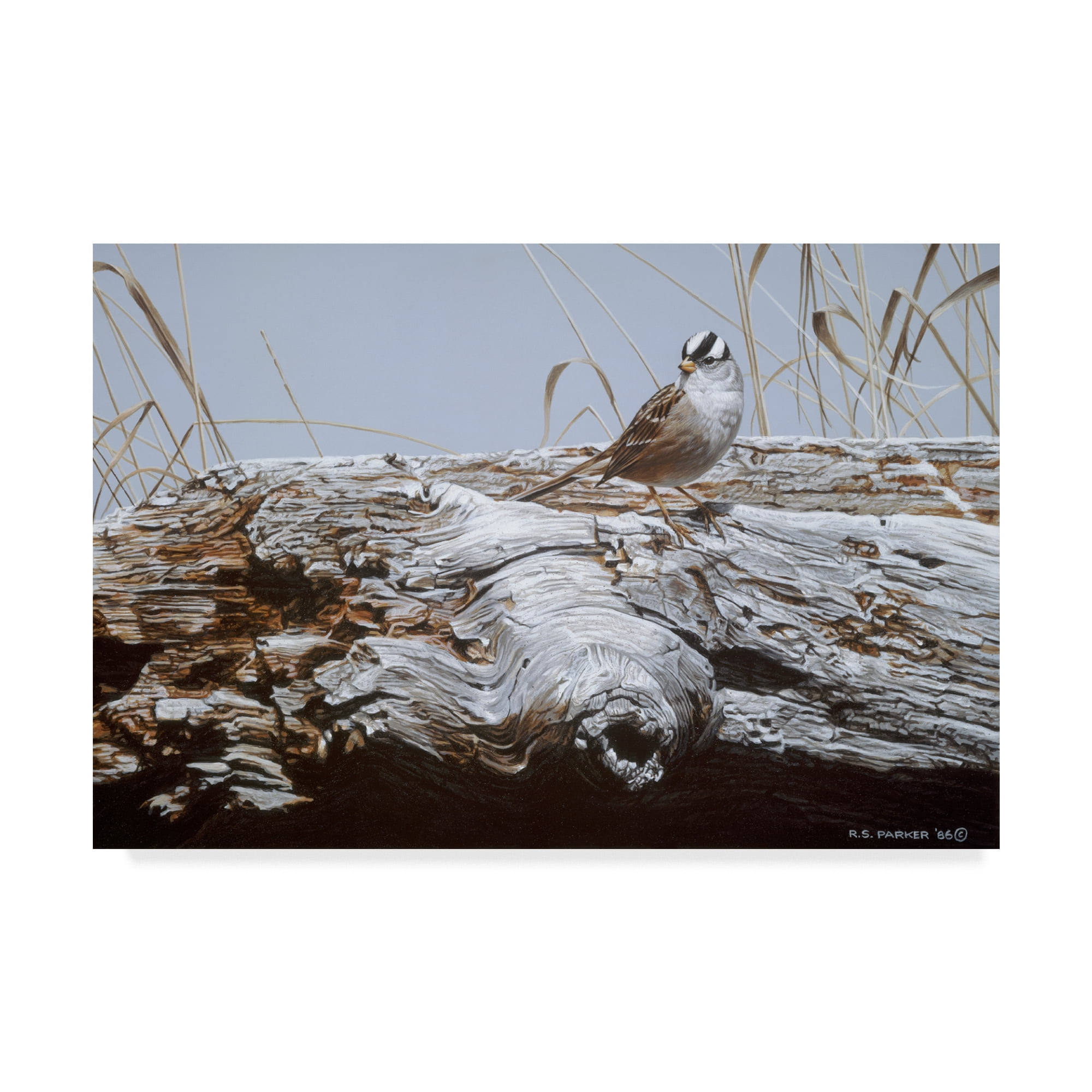 Trademark Fine Art 'White Crowned Sparrow' Canvas Art by Ron Parker
