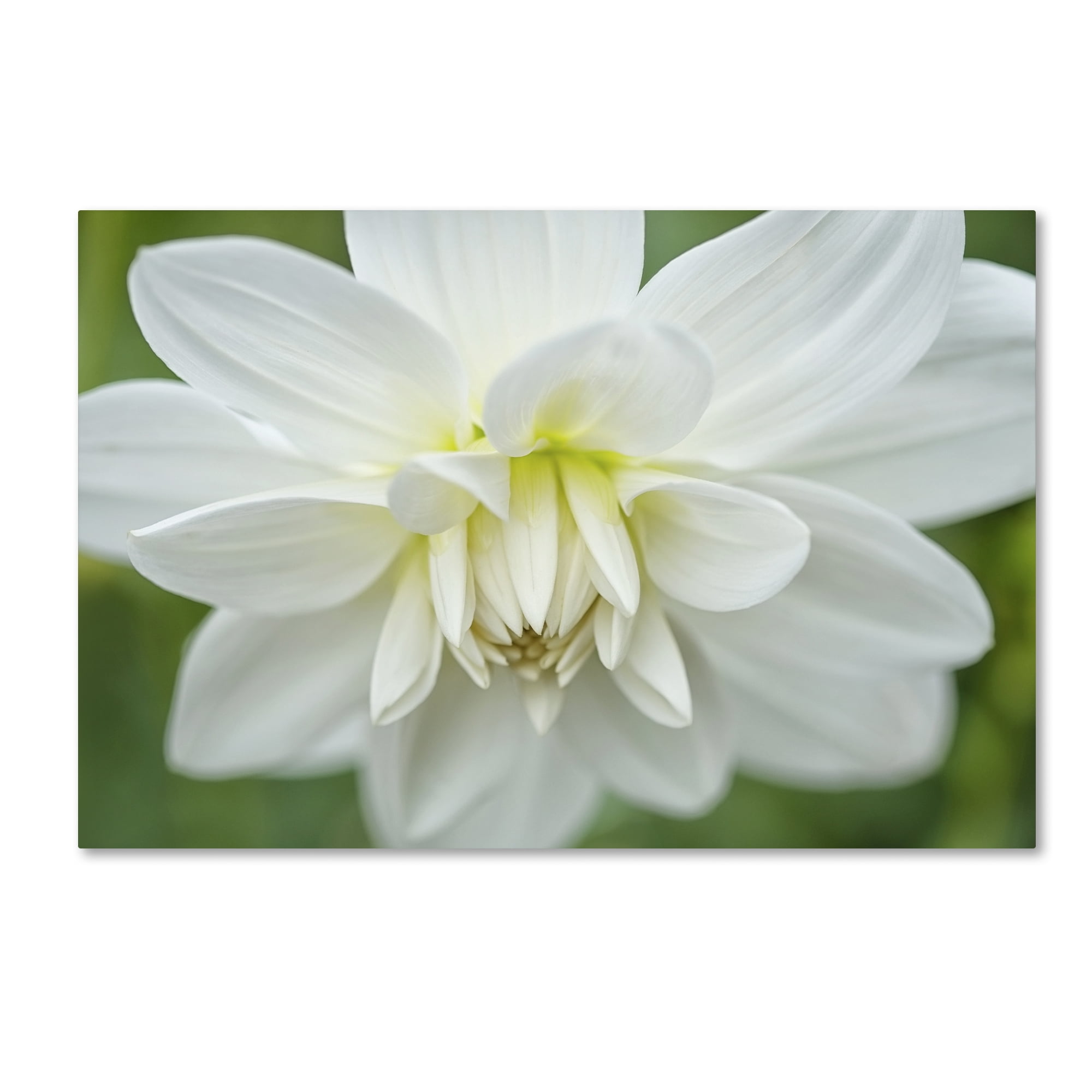 Trademark Fine Art 'White Dahlia' Canvas Art by Cora Niele