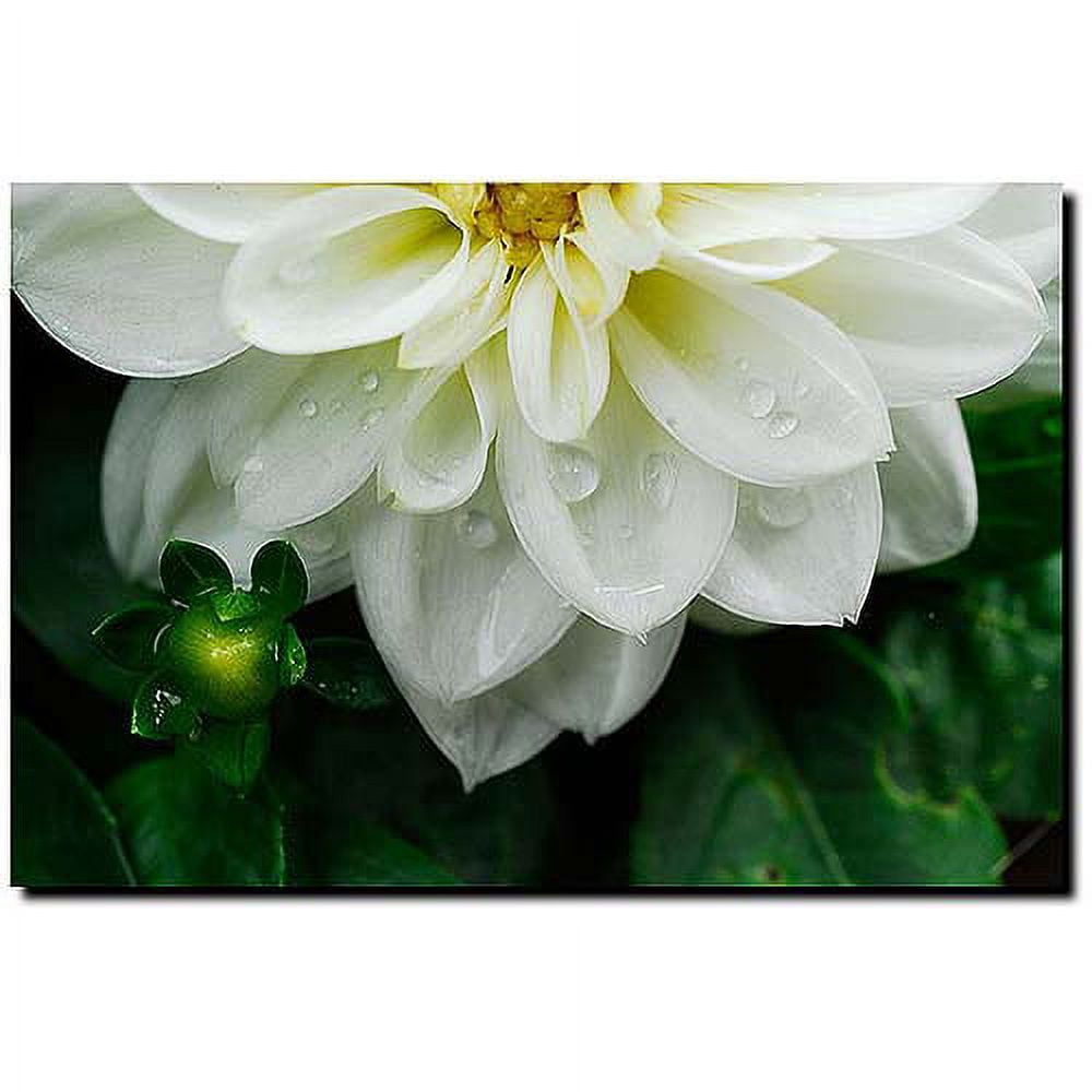 Trademark Fine Art "White Dahlia" Canvas Art by Kurt Shaffer
