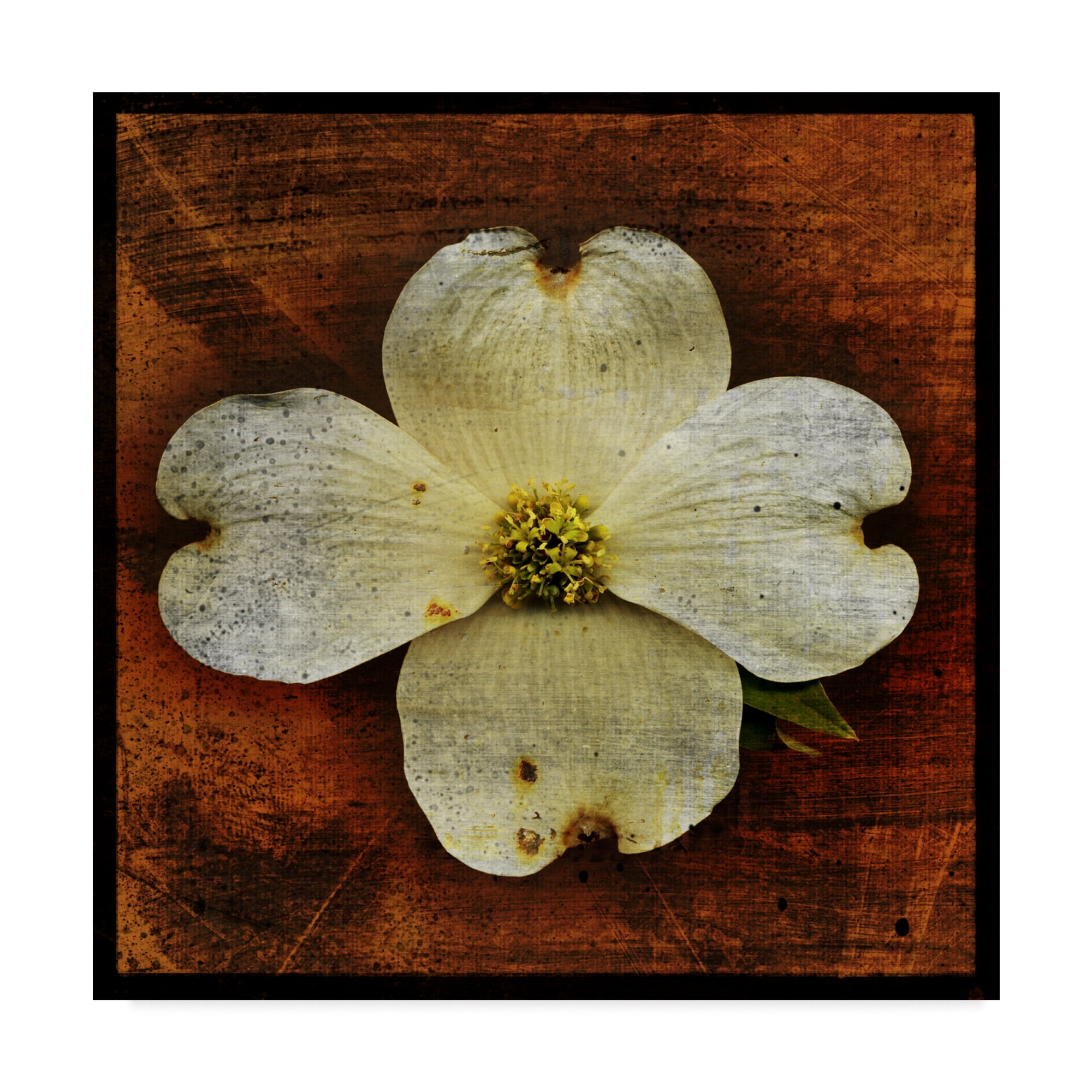 Trademark Fine Art 'White Dogwood' Canvas Art by John W. Golden
