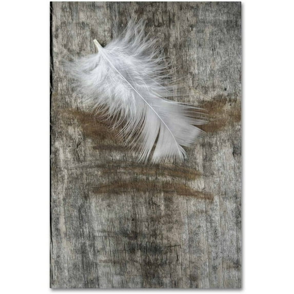 Trademark Fine Art 'White Feather on Wood' Canvas Art by Cora Niele