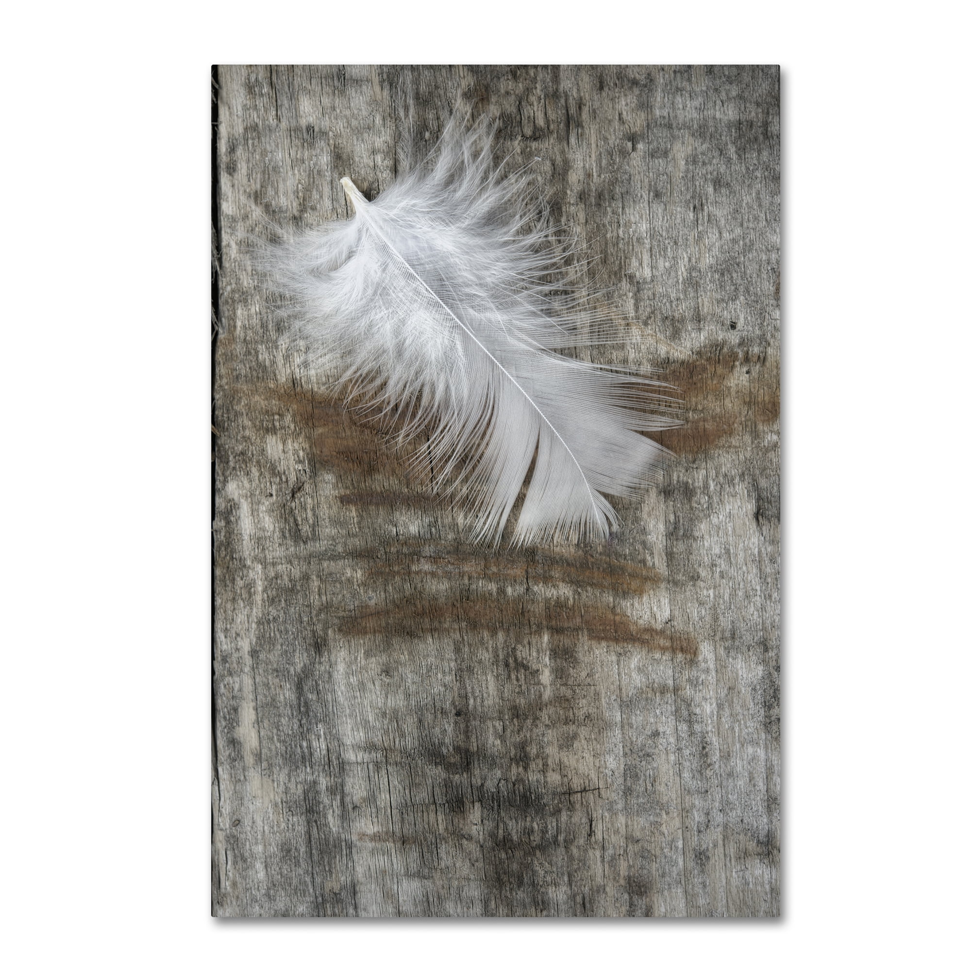 Trademark Fine Art 'White Feather on Wood' Canvas Art by Cora Niele