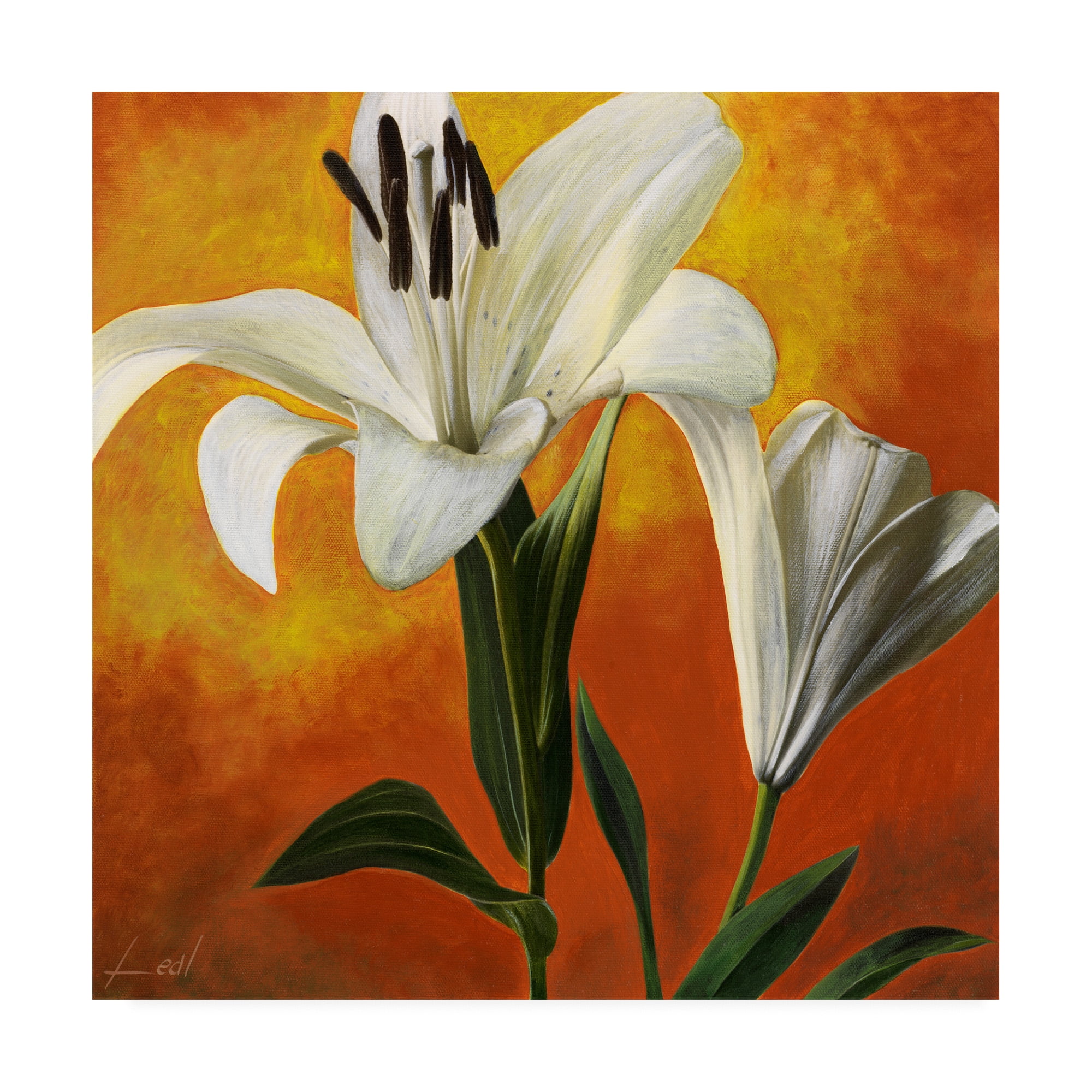 Trademark Fine Art 'White Flower Over Orange Light 1' Canvas Art by Pablo Esteban