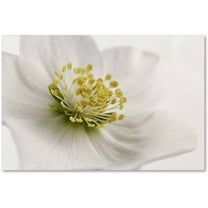Trademark Fine Art Cora Niele White Helleborus Canvas Wall Art - 12x19