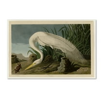 Trademark Fine Art 'White Heronplate 386' Canvas Art by Audubon