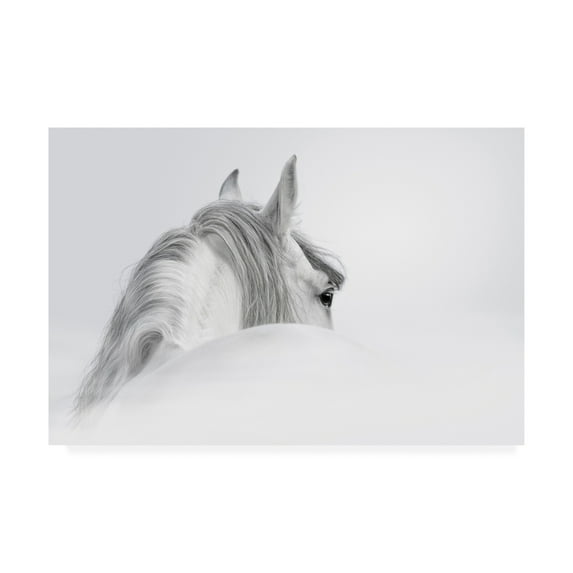 Trademark Fine Art 'White Horse On White' Canvas Art by PhotoINC Studio
