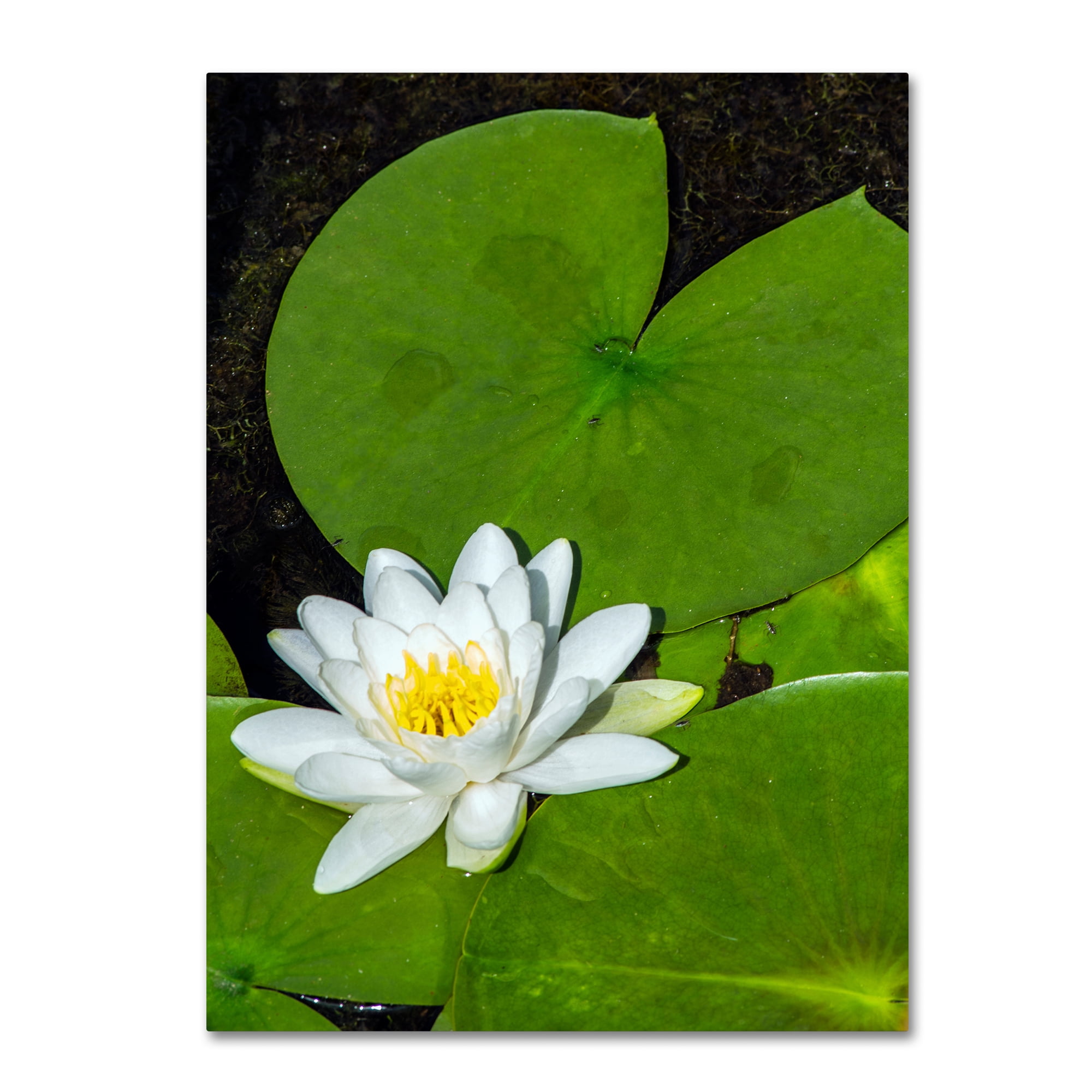 Trademark Fine Art "White Lotus" Canvas Art by Kurt Shaffer