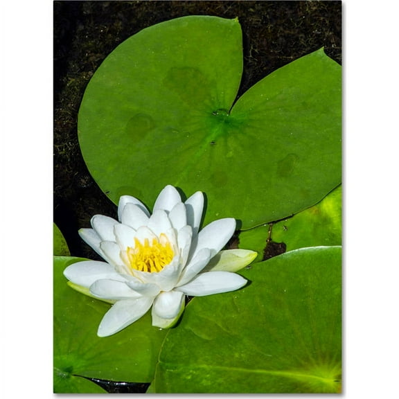 Trademark Fine Art "White Lotus" Canvas Art by Kurt Shaffer