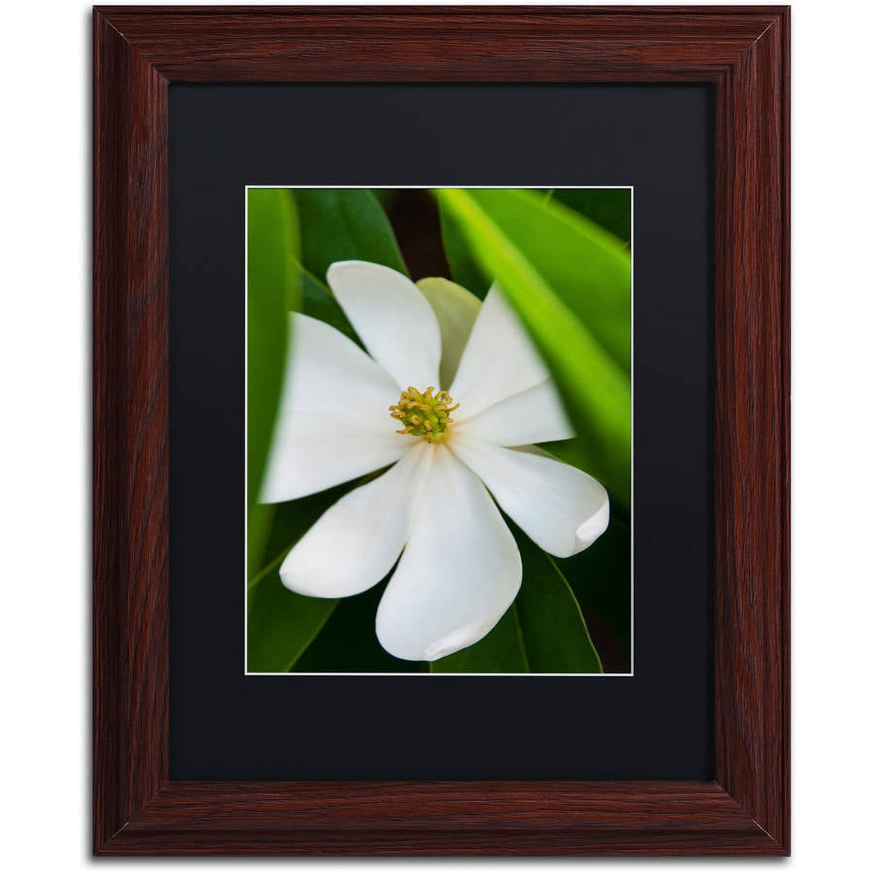 Trademark Fine Art "White Magnolia Flower" Canvas Art by Kurt Shaffer, Black Matte, Wood Frame