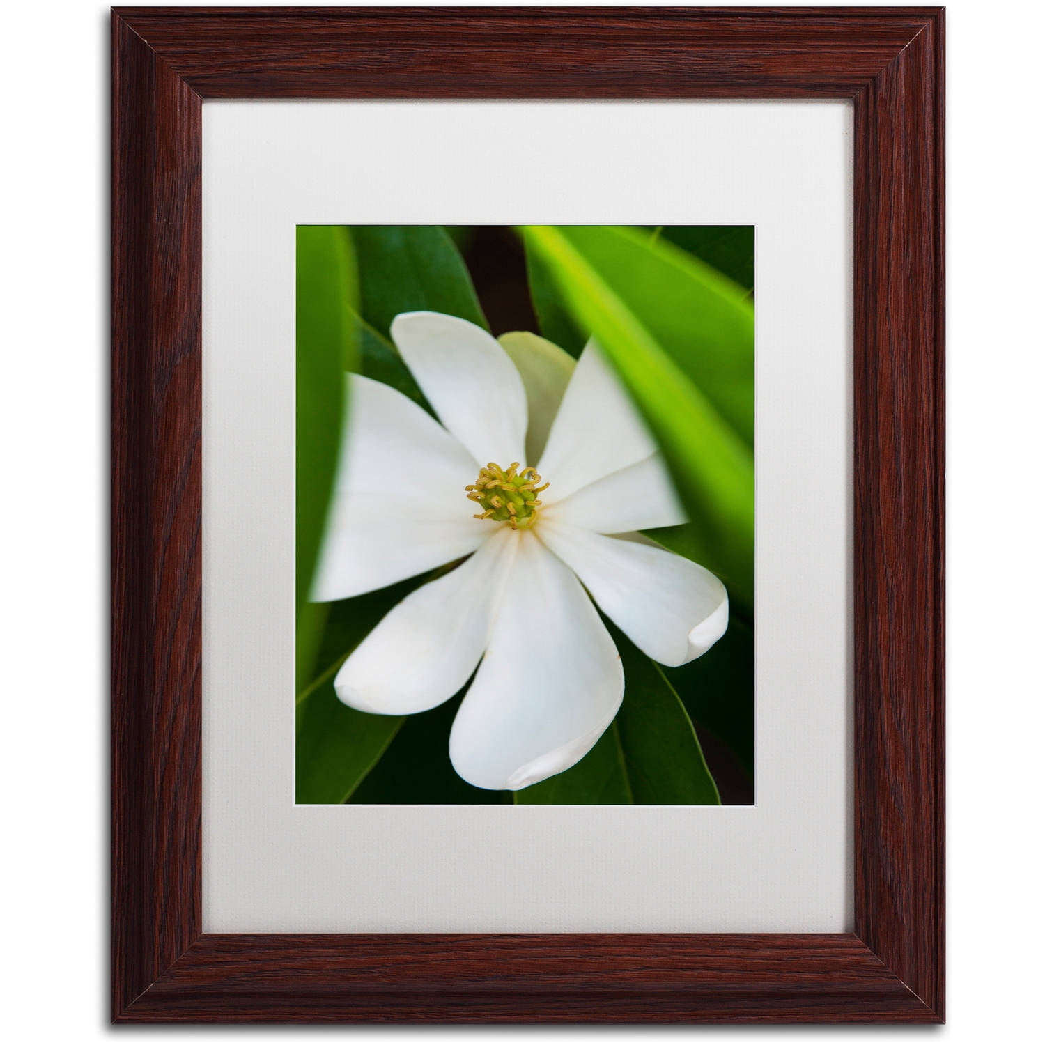 White Magnolia Flower Graphic Art on Canvas with Brown Wood Frame