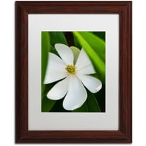 Trademark Fine Art "White Magnolia Flower" Canvas Art by Kurt Shaffer, White Matte, Wood Frame