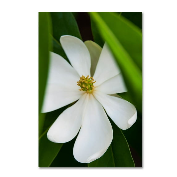 Trademark Fine Art "White Magnolia Flower" Canvas Art by Kurt Shaffer