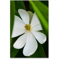 Trademark Fine Art "White Magnolia Flower" Canvas Art by Kurt Shaffer