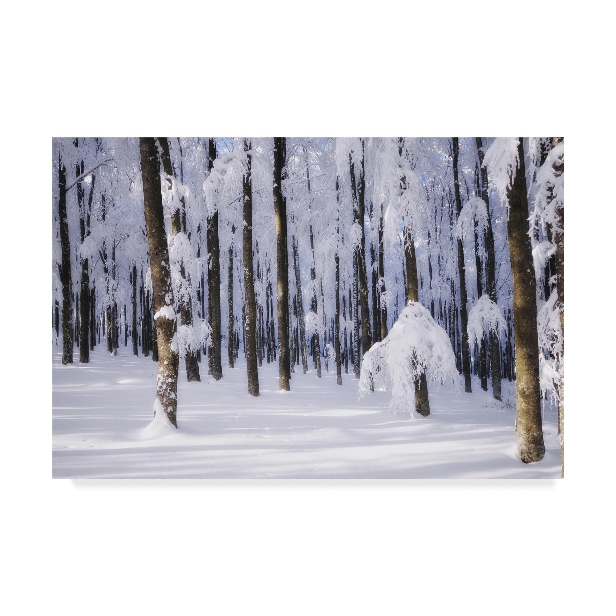 Trademark Fine Art 'White Muslin' Canvas Art by Philippe Sainte-Laudy