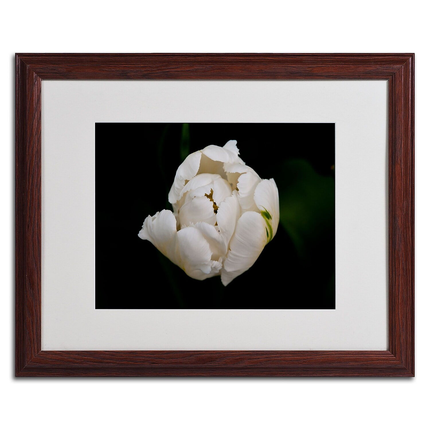 Trademark Fine Art "White Parrot Tulip" by Kurt Shaffer, Wood Frame