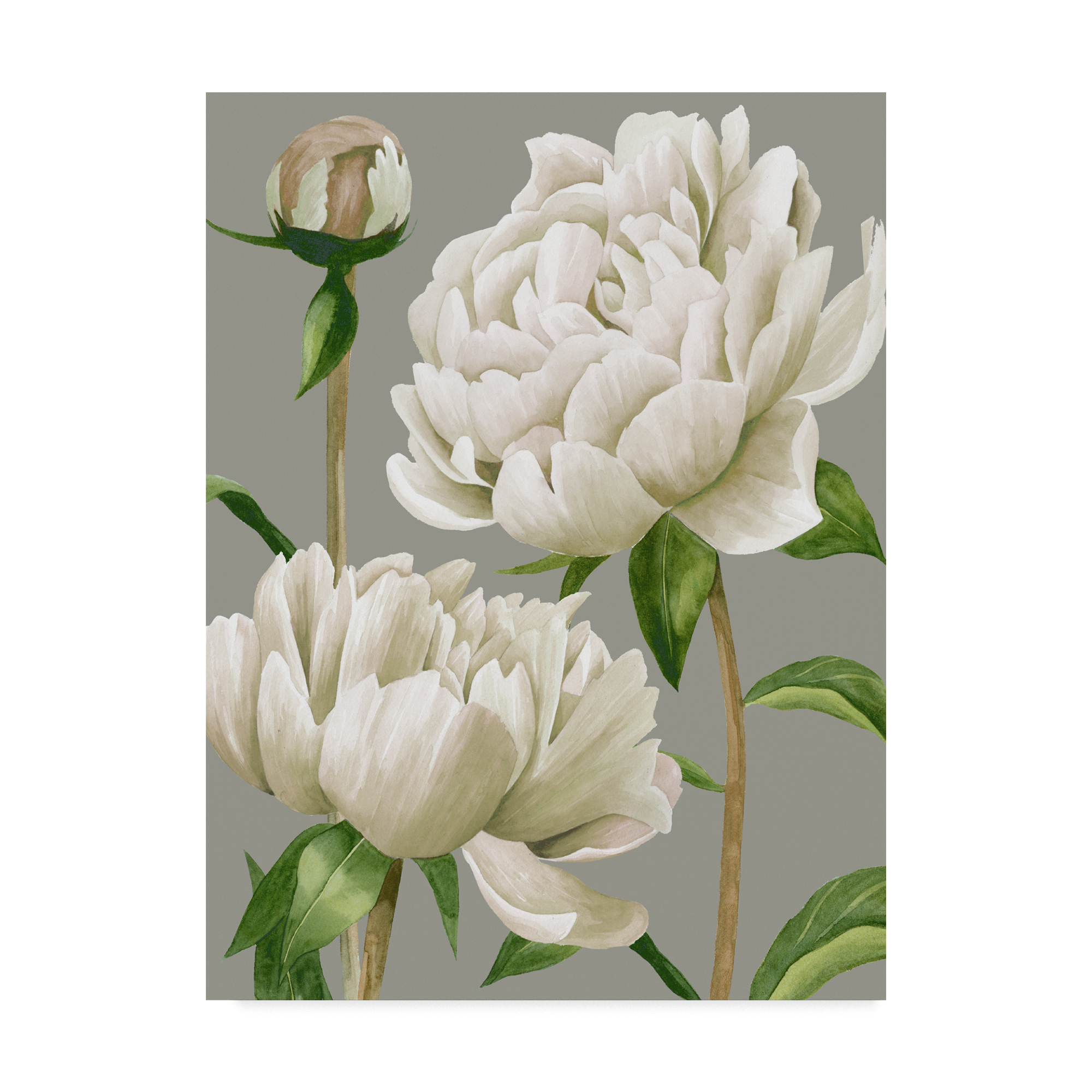 Trademark Fine Art 'White Peonies I' Canvas Art by Grace Popp