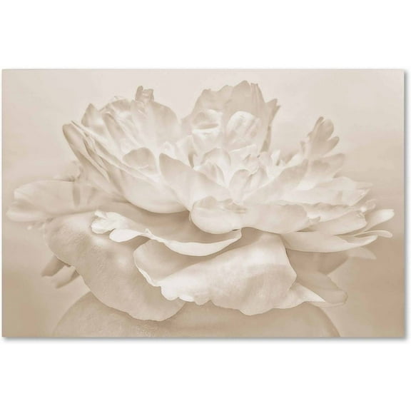 Trademark Fine Art 'White Peony' Canvas Art by Cora Niele