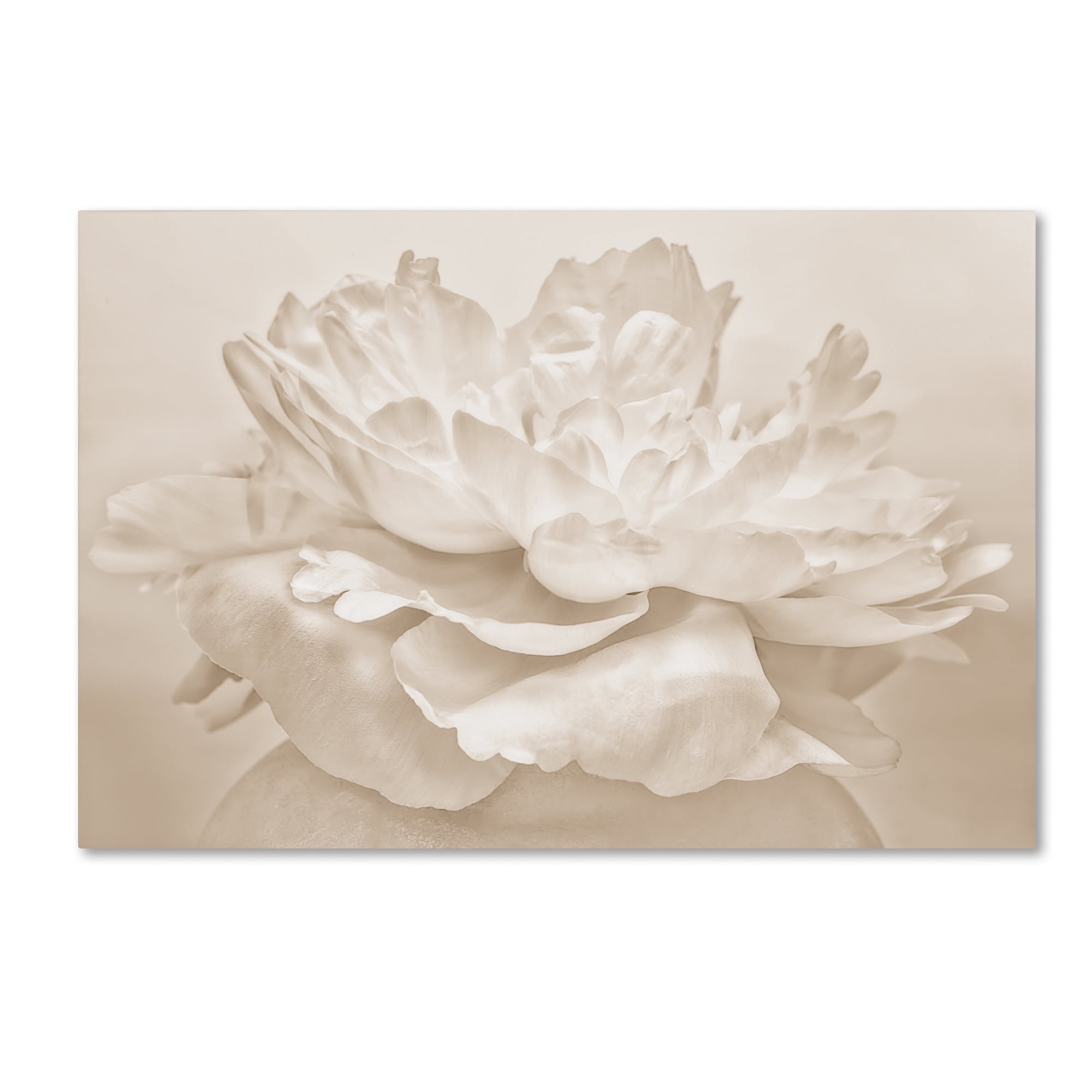 Trademark Fine Art 'White Peony' Canvas Art by Cora Niele