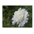 thumbnail image 1 of Trademark Fine Art "White Peony" Canvas Art by Kurt Shaffer, 1 of 3