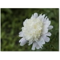 thumbnail image 1 of Trademark Fine Art "White Peony" Canvas Art by Kurt Shaffer, 1 of 1