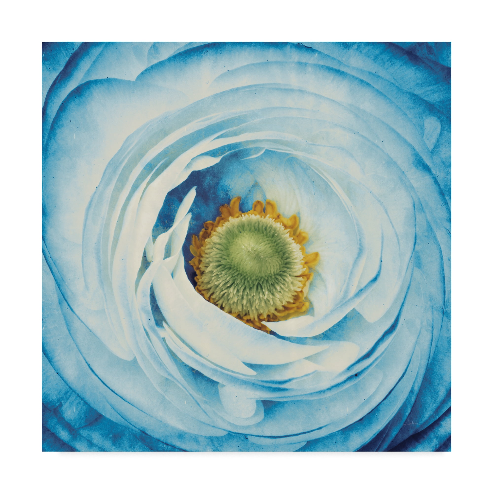 Trademark Fine Art 'White Peony with Blue' Canvas Art by Aledanda