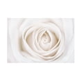 thumbnail image 1 of Trademark Fine Art 'White Rose' Canvas Art by Cora Niele, 1 of 4