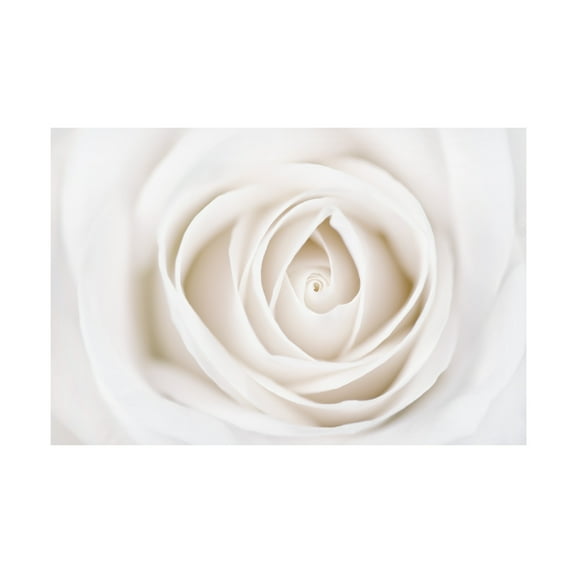 Trademark Fine Art Cora Niele White Rose Canvas Wall Art - 12x19
