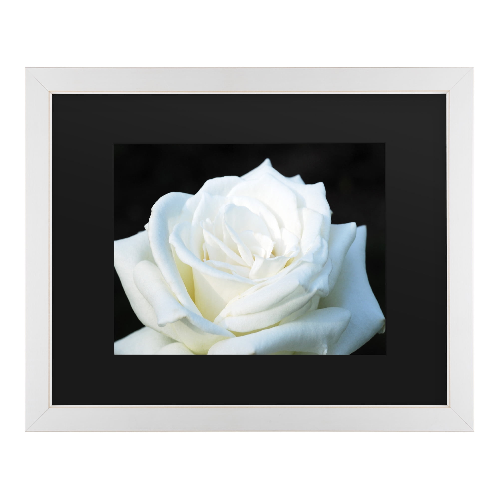Trademark Fine Art 'White Rose II' Canvas Art by Kurt Shaffer