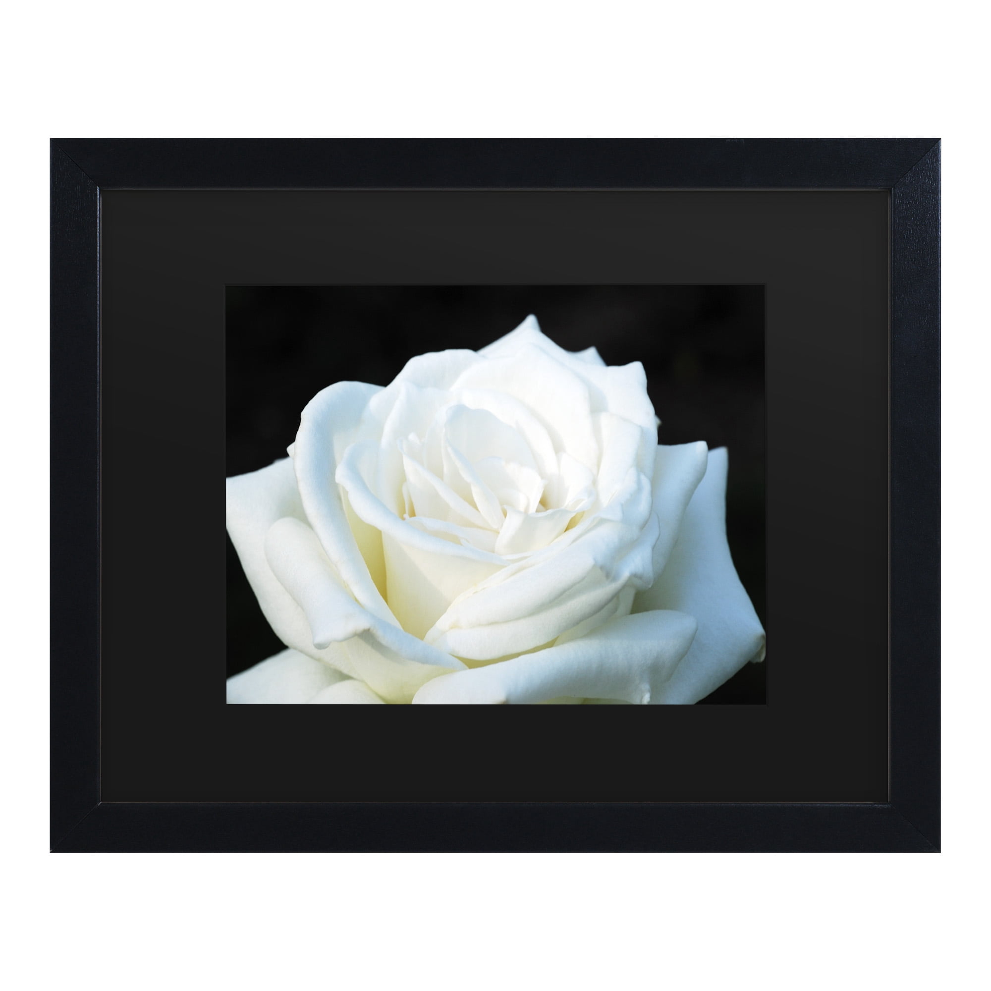Trademark Fine Art 'White Rose II' Canvas Art by Kurt Shaffer