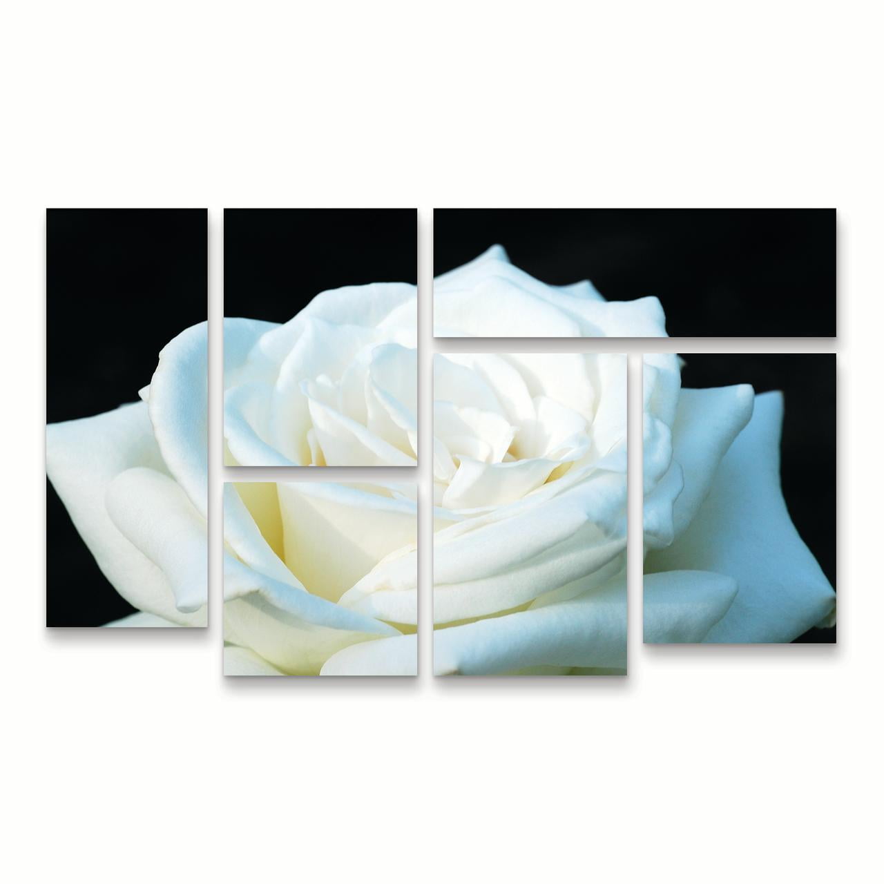 Trademark Fine Art 'White Rose II' Canvas Art by Kurt Shaffer