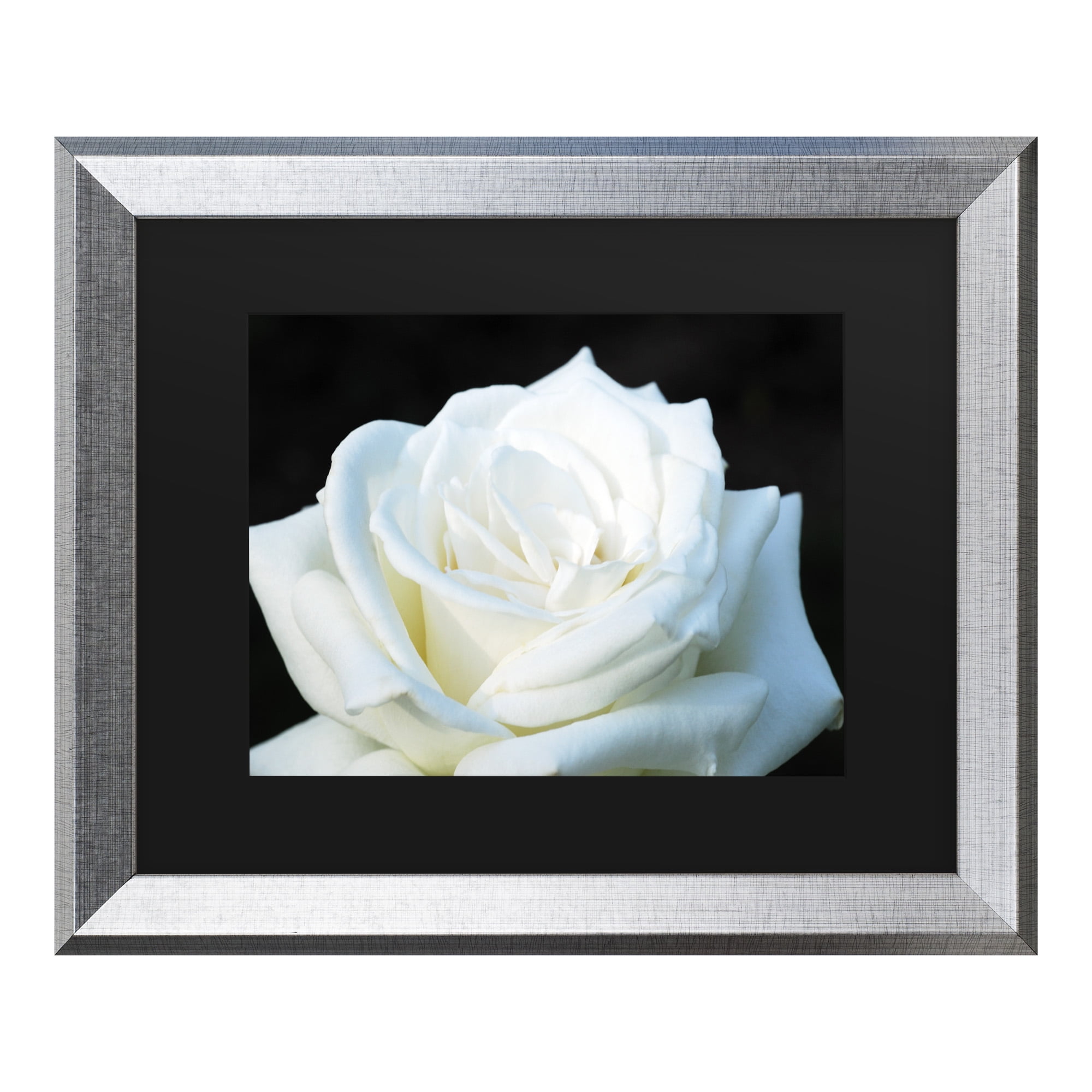 Trademark Fine Art 'White Rose II' Canvas Art by Kurt Shaffer