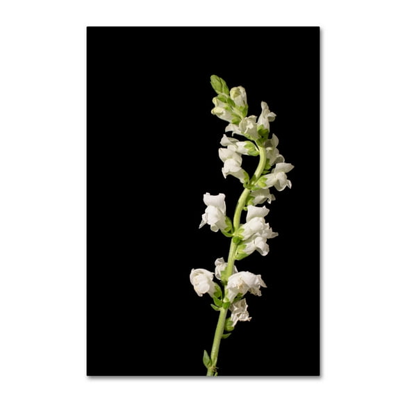 Trademark Fine Art 'White Snapdragons Against Black Background' Canvas Art by PIPA Fine Art
