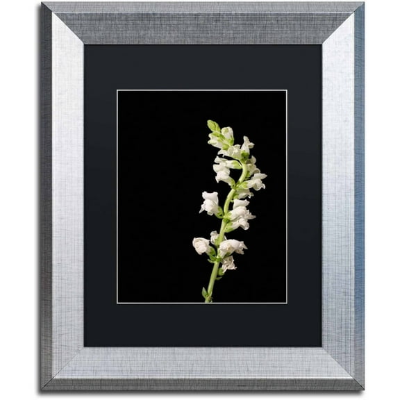 Trademark Fine Art 'White Snapdragons' Canvas Art by PIPA Fine Art, Black Matte, Silver Frame