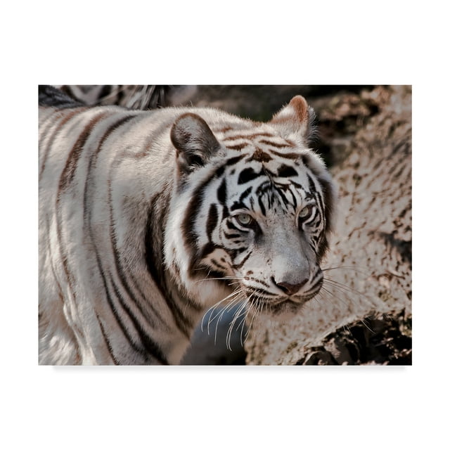 Trademark Fine Art 'White Tiger 2' Canvas Art by Galloimages Online