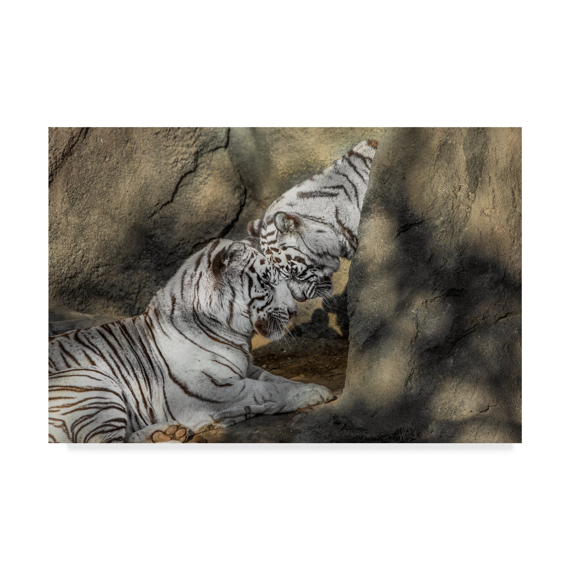 Trademark Fine Art 'White Tiger Headbutt' Canvas Art by Galloimages Online