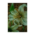 thumbnail image 1 of Trademark Fine Art 'White Tiger Lilies' Canvas Art by Cherie Roe Dirksen, 1 of 3
