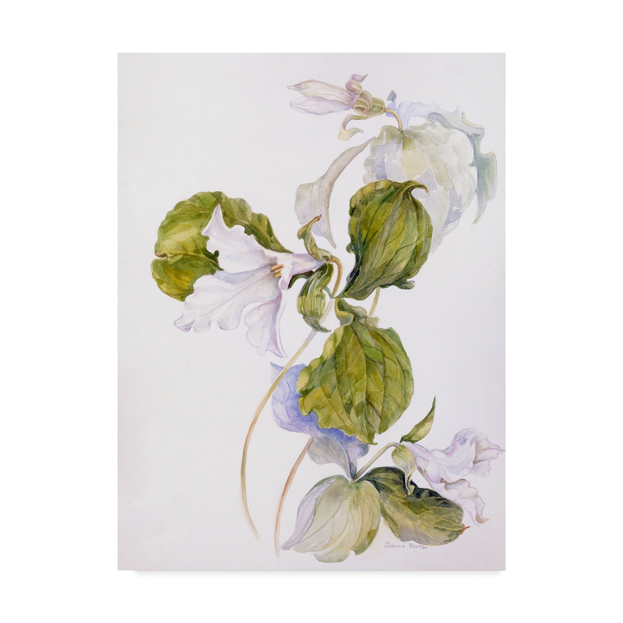 Trademark Fine Art 'White Trillium' Canvas Art by Joanne Porter