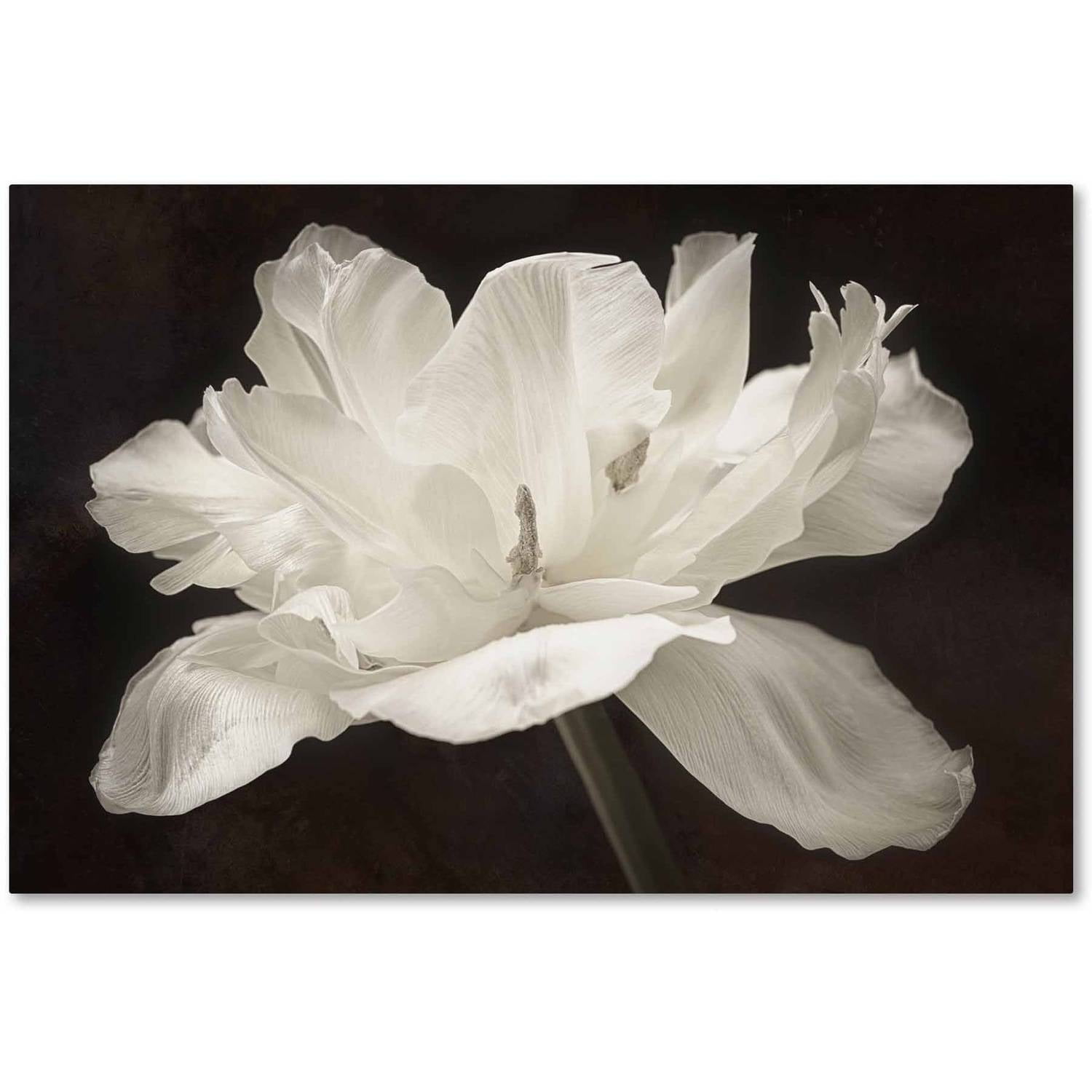White Framed Canvas Floral Photographic Print, 12 x 19